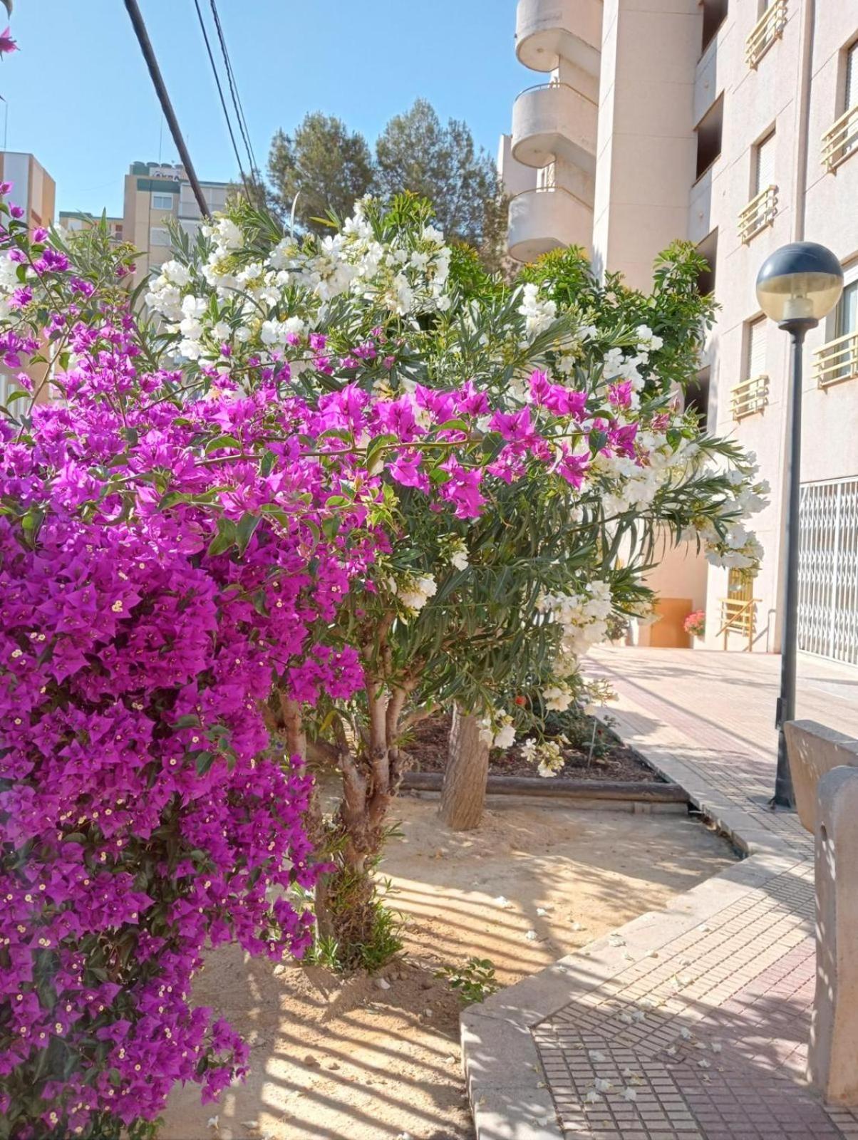 Ferienwohnung Balcon Del Mar Alicante Exterior foto
